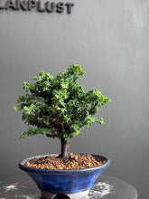Load images into the gallery viewer 日本🇯🇵石化檜Sekka Hinoki Cypress セッカヒノキ (附上影片)
