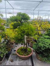 Load an image into the library viewer 預訂日本🇯🇵一位 Taxus cuspidata (附上影片)
