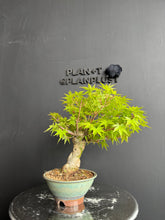 將圖片載入圖庫檢視器 日本🇯🇵楓葉 紅葉 もみじAcer palmatum (附上影片)
