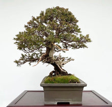 將圖片載入圖庫檢視器 預購日本🇯🇵山採杜松 伊達譽 Juniperus rigida (附上影片)
