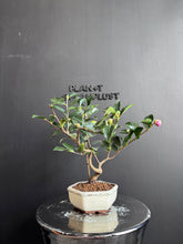 將圖片載入圖庫檢視器 日本🇯🇵山茶花 茶梅 獅子頭Camellia Sasanqua (附上影片)
