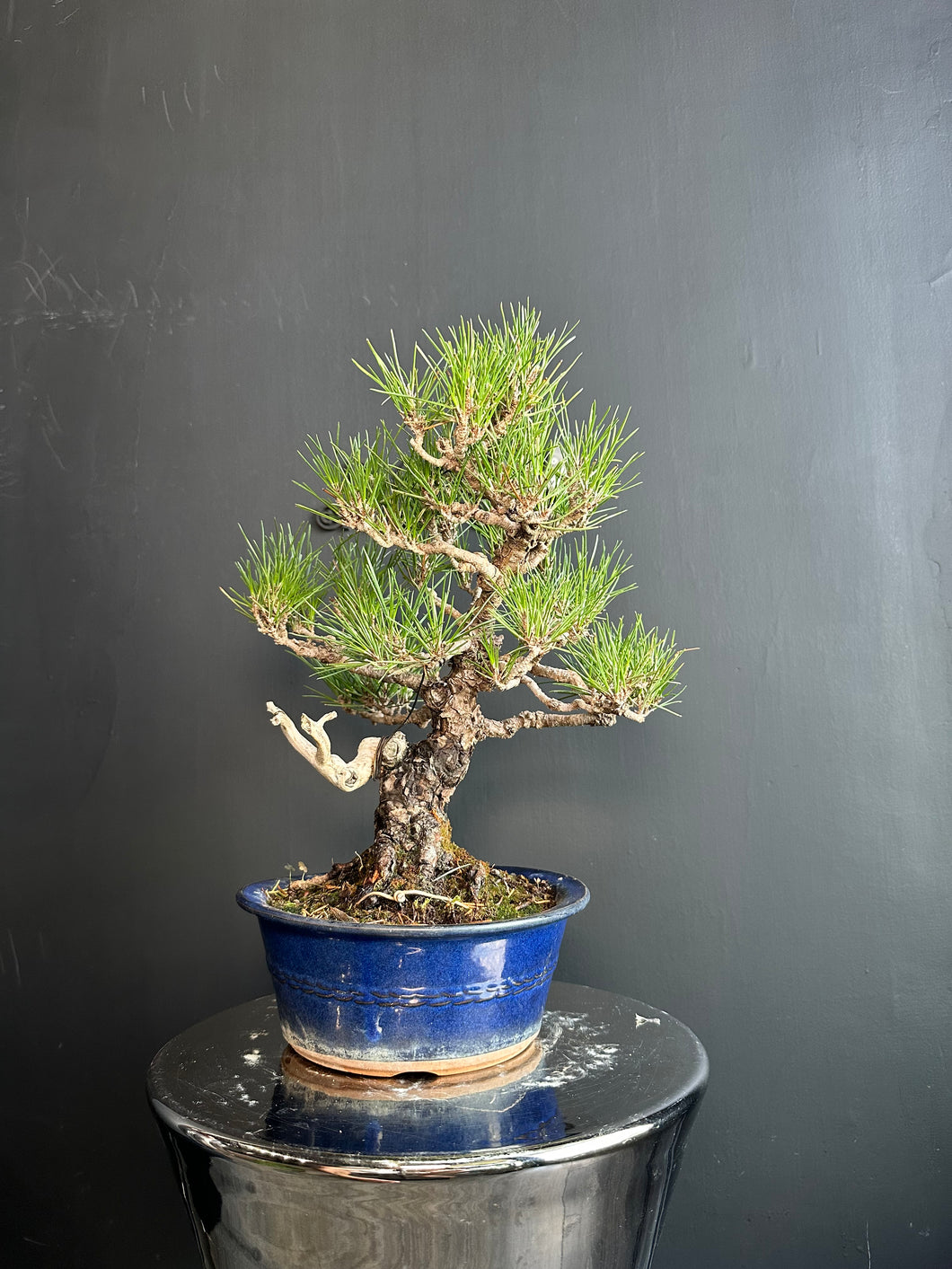 日本🇯🇵黑松 Black Pine (附上影片)