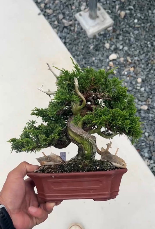 預購日本🇯🇵糸魚川真柏 Japanese Itoigawa Shimpaku (附上影片)