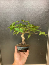 Load image into Gallery viewer, 預訂日本🇯🇵楓葉 清玄Acer palmatum (附上影片)
