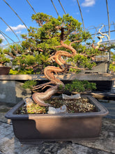 Load images into the gallery viewer Pre-order Japan🇯🇵Japanese Itoigawa Shimpaku (with video)

