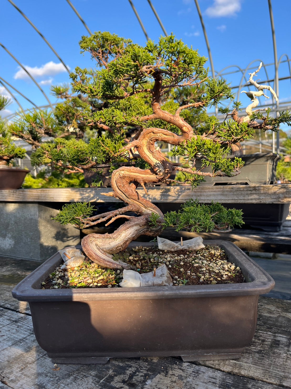 香港網上日本盆景專門店BONSAI PLAN+T預購日本真柏盆栽