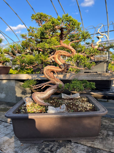 香港網上日本盆景專門店BONSAI PLAN+T預購日本真柏盆栽
