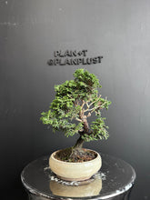 將圖片載入圖庫檢視器 日本🇯🇵津山檜Hinoki Chamaecyparis Obtusa(附上影片)
