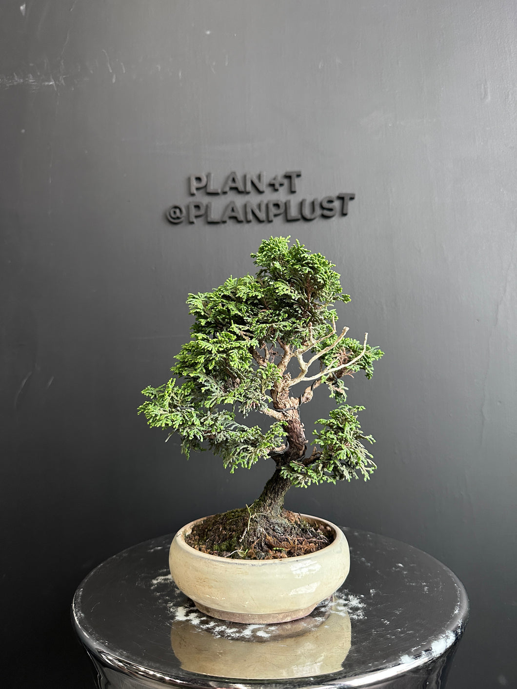 日本🇯🇵津山檜Hinoki Chamaecyparis Obtusa(附上影片)