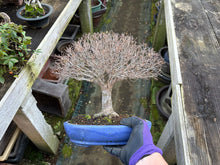 將圖片載入圖庫檢視器 預訂日本🇯🇵逸品 欅樹Keyaki Zelkova Serrata
