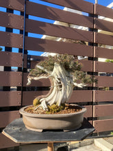 將圖片載入圖庫檢視器 預訂日本🇯🇵山採杜松Juniperus rigida(附上影片)
