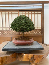 將圖片載入圖庫檢視器 預購日本🇯🇵石化檜Sekka Hinoki Cypress セッカヒノキ (附上影片)

