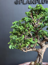 Load an image into the library viewer 日本🇯🇵石化檜Sekka Hinoki Cypress セッカヒノキ (附上影片)
