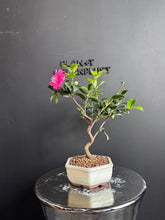 將圖片載入圖庫檢視器 日本🇯🇵山茶花 茶梅 Camellia Sasanqua (附上影片)
