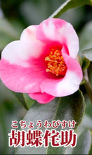 Loading images into the library viewer Pre-order Japan🇯🇵Camellia Sasanqua (video attached)
