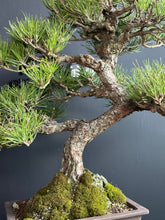 將圖片載入圖庫檢視器 日本🇯🇵黑松 Black Pine (附上影片)
