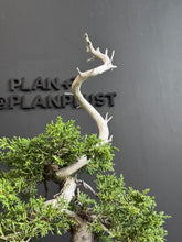 將圖片載入圖庫檢視器 日本🇯🇵糸魚川真柏 Japanese Itoigawa Shimpaku (附上影片)
