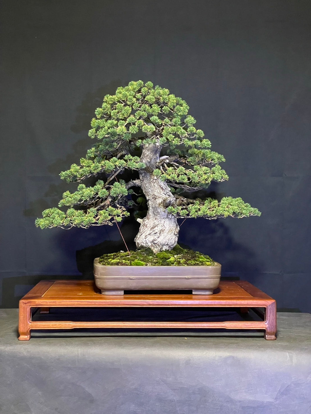 預購日本🇯🇵八房瑞祥五葉松 Yamadori Japanese White Pine (附上影片)