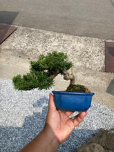 將圖片載入圖庫檢視器 預購日本🇯🇵一位 Taxus Cuspidata (附上影片)
