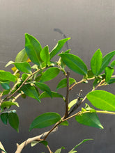 將圖片載入圖庫檢視器 日本🇯🇵山茶花 椿Camellia sasanqua (附上影片)
