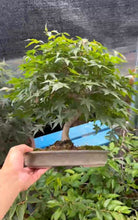 Load an image into the library viewer Pre-order Japan🇯🇵Red leaves Acer Palmatum (video included)
