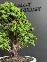 將圖片載入圖庫檢視器 日本🇯🇵石化檜Sekka Hinoki Cypress セッカヒノキ (附上影片)
