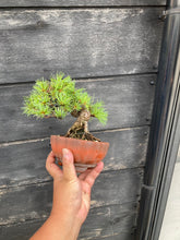 Load images into the gallery viewer 預購日本🇯🇵五葉松 Japanese White Pine (附上影片)

