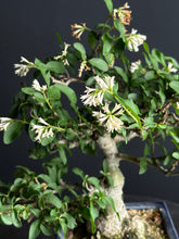 將圖片載入圖庫檢視器 日本🇯🇵イボタ（水蠟）Ligustrum obtusifolium
