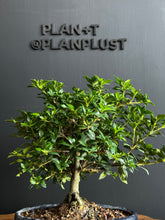 Load an image into the library viewer Japan🇯🇵Gardenia Jasminoides (video included)
