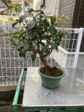 將圖片載入圖庫檢視器 日本🇯🇵山茶花 茶梅 岀雲大社Camellia Sasanqua (附上影片)
