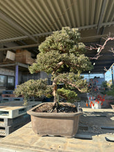 將圖片載入圖庫檢視器 日本🇯🇵糸魚川真柏 Japanese Itoigawa Shimpaku (附上影片)
