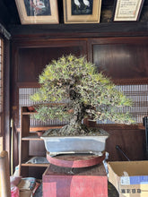 Loading images into the library viewer Pre-order Japan🇯🇵Japanese Yamadori Black Pine (video attached)
