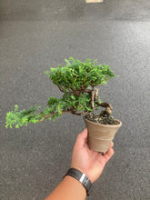 將圖片載入圖庫檢視器 預購日本🇯🇵津山檜Hinoki Chamaecyparis Obtusa(附上影片)
