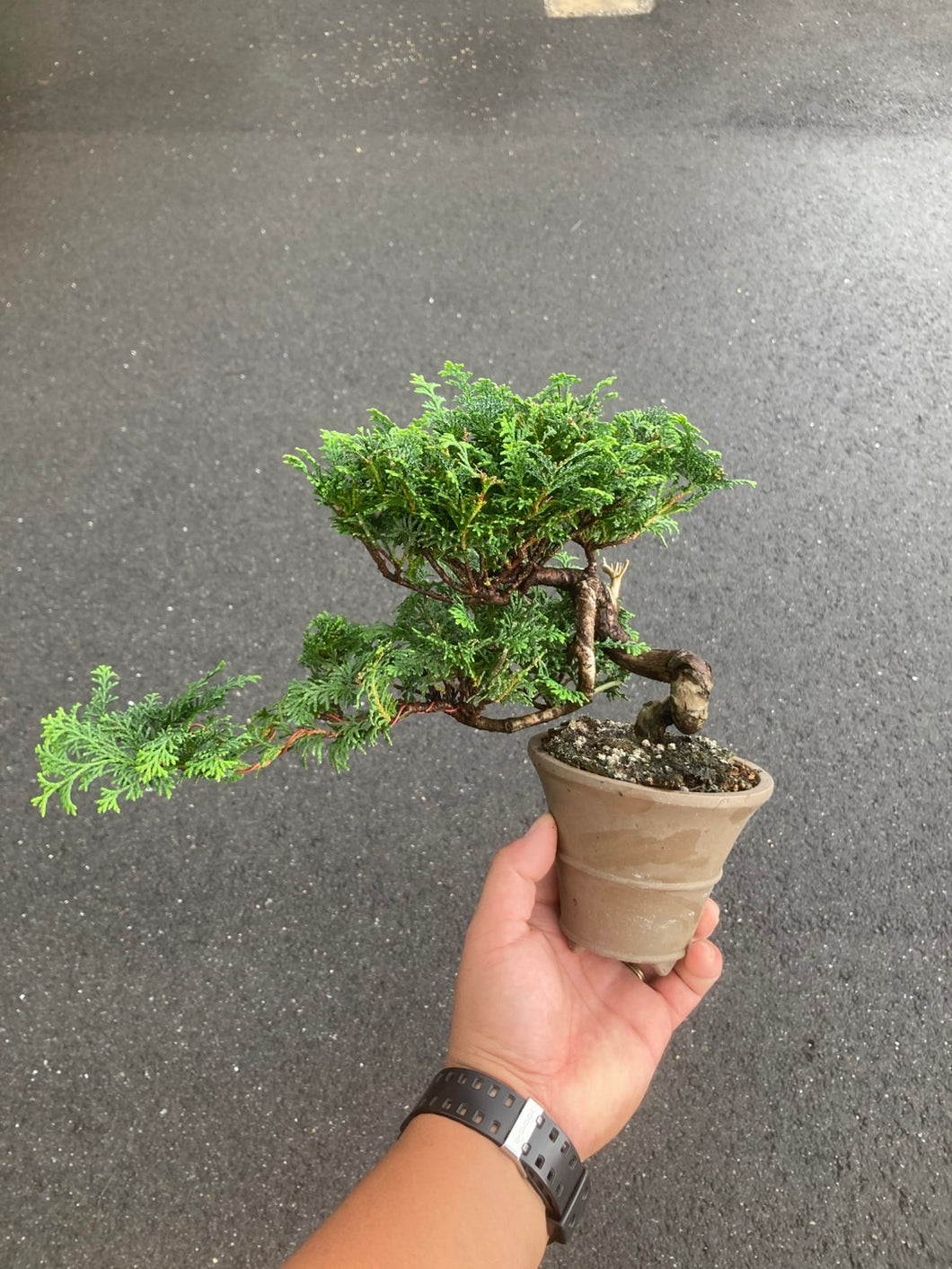 預購日本🇯🇵津山檜Hinoki Chamaecyparis Obtusa(附上影片)