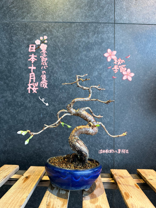 (Sold out) Japan 2026🇯🇵🌸October Cherry Blossoms🌸 Autumnalis Cherry Blossom