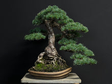 將圖片載入圖庫檢視器 預購日本🇯🇵五葉松 Japanese White Pine (附上影片)
