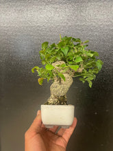 將圖片載入圖庫檢視器 預訂日本🇯🇵小真弓Euonymus alatus (附上影片)
