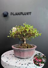 將圖片載入圖庫檢視器 日本🇯🇵皐月杜鵑 美咲Satsuki Azalea Rhododendron (附上影片）
