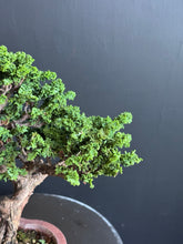 Load an image into the library viewer 日本🇯🇵石化檜Sekka Hinoki Cypress セッカヒノキ (附上影片)
