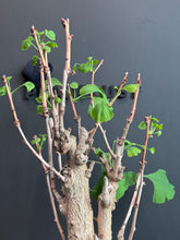 Load images into the gallery viewer Japan🇯🇵Ginkgo Biloba (with video)
