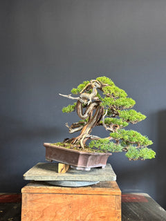 預購日本🇯🇵糸魚川真柏 Japanese Itoigawa Shimpaku (附上影片)