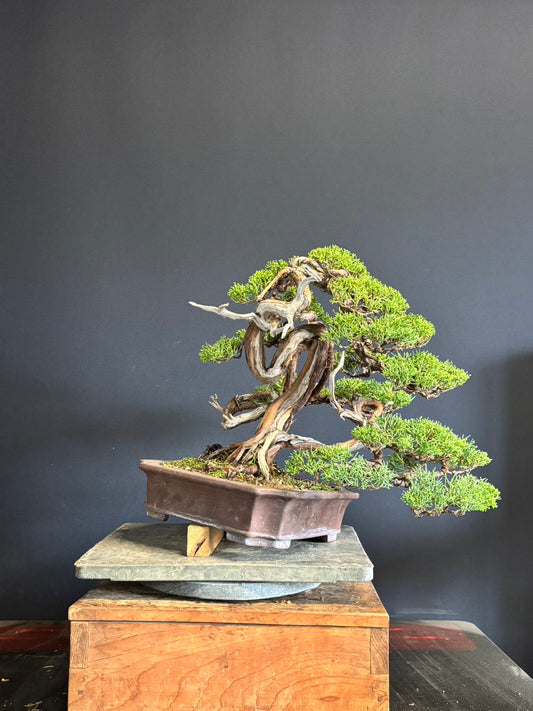 預購日本🇯🇵糸魚川真柏 Japanese Itoigawa Shimpaku (附上影片)