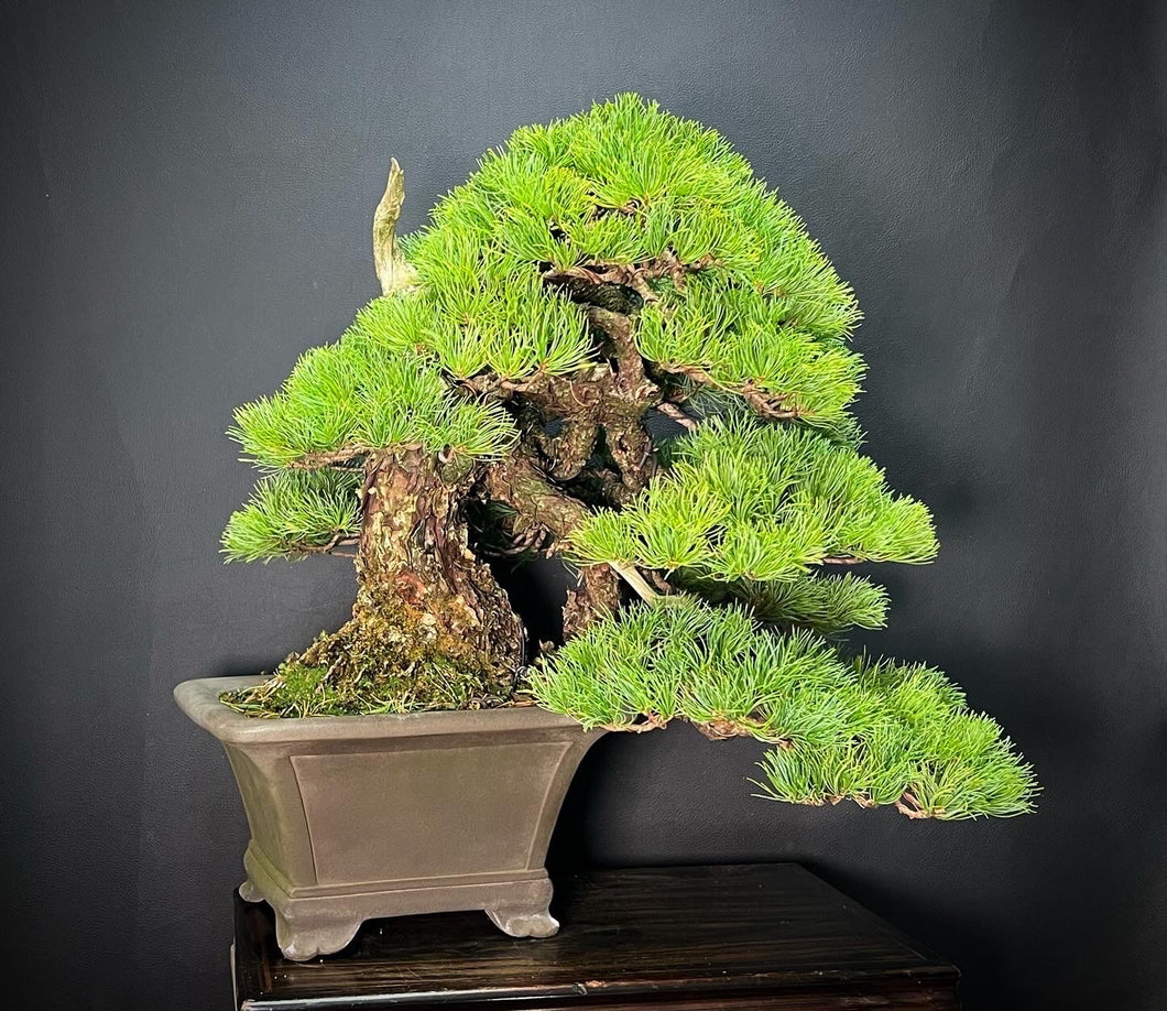 預訂日本🇯🇵五葉松 Japanese white pine(附上影片) 樹齡80年