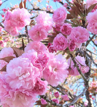 將圖片載入圖庫檢視器 日本🇯🇵関山桜かんざんざくらKanzan Sakura (附上影片)
