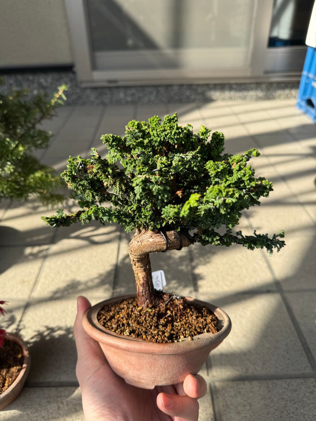 Japan🇯🇵Sekka Hinoki Cypress Hinoki (video included)