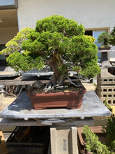 Load images into the gallery viewer Pre-order Japan🇯🇵Japanese Itoigawa Shimpaku (with video)
