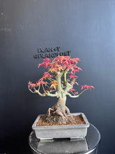 將圖片載入圖庫檢視器 日本🇯🇵紅葉 出猩々 岀猩猩Deshojo (附上影片)
