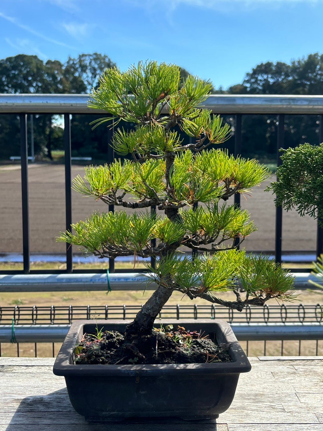 預訂日本🇯🇵五葉松 Japanese White Pine  (附上影片)