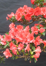 將圖片載入圖庫檢視器 2026年 預購4月到港 日本🇯🇵皐月ツツキ杜鵑 Satsuki azalea Rhododendron 唐獅子牡丹/紅牡丹/絹の舞
