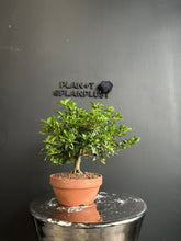 Load an image into the library viewer Japan🇯🇵Gardenia Jasminoides (video included)
